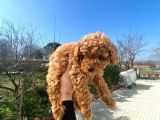 Irk Garanti̇li̇ Pasaportlu Poodle Yavrularımız