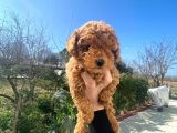 Irk Garanti̇li̇ Pasaportlu Poodle Yavrularımız