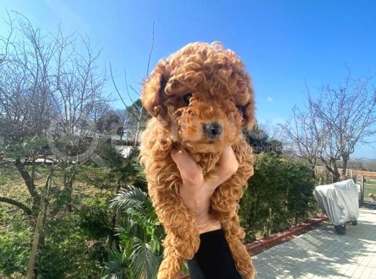 Irk Garanti̇li̇ Pasaportlu Poodle Yavrularımız görsel
