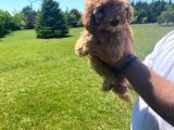 Sağlık Garantili 1.Sınıf Poodle Yavrularımız
