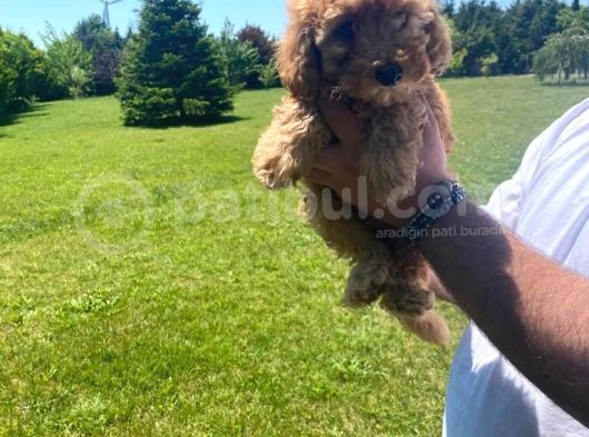 Sağlık Garantili 1.Sınıf Poodle Yavrularımız