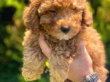 Irk Garanti̇li̇ Pasaportlu Poodle Bebekleri̇mi̇z