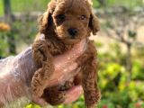 A Kali̇te Poodle Yavrularımız