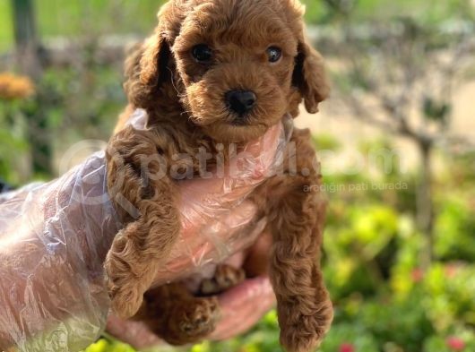 A Kali̇te Poodle Yavrularımız