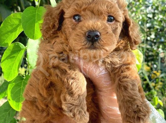 A Kali̇te Poodle Yavrularımız görsel
