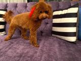 Red Brown Di̇şi̇ Toy Poodle