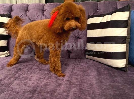 Red Brown Di̇şi̇ Toy Poodle