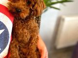 8 Aylik Di̇şi̇ Red Brow Toy Poodle