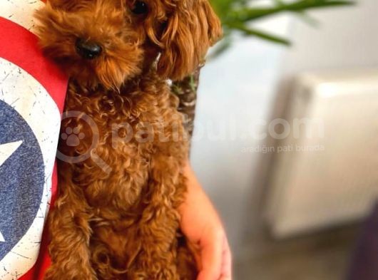 8 Aylik Di̇şi̇ Red Brow Toy Poodle