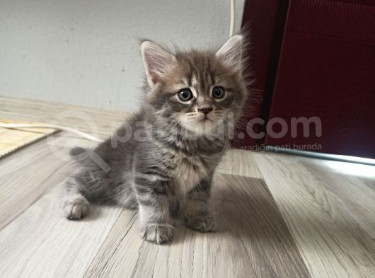 Dişi British Longhair
