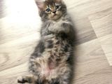 Dişi British Longhair