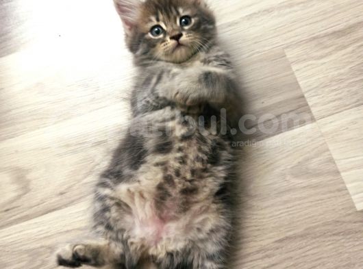 Dişi British Longhair görsel