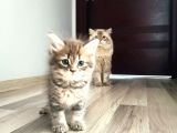 Dişi British Longhair