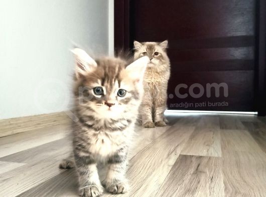 Dişi British Longhair görsel