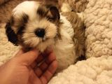 Dişi Shih-Tzu Yavrumuz Yuvasına Gitmeye Hazır