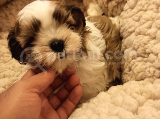 Dişi Shih-Tzu Yavrumuz Yuvasına Gitmeye Hazır görsel