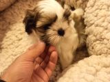Dişi Shih-Tzu Yavrumuz Yuvasına Gitmeye Hazır