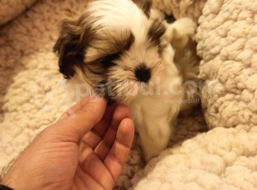 Dişi Shih-Tzu Yavrumuz Yuvasına Gitmeye Hazır görsel