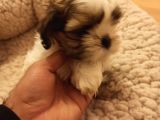 Dişi Shih-Tzu Yavrumuz Yuvasına Gitmeye Hazır