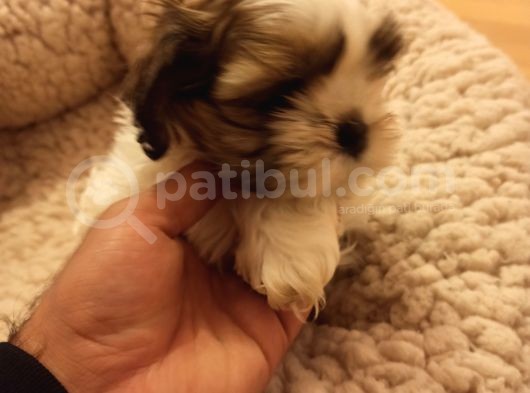 Dişi Shih-Tzu Yavrumuz Yuvasına Gitmeye Hazır görsel