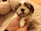 Dişi Shih-tzu Yavrumuz Yuvasına Gitmeye Hazır