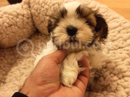 Dişi Shih-Tzu Yavrumuz Yuvasına Gitmeye Hazır