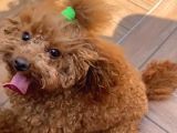 18 Aylik Di̇şi̇ Toy Poodle
