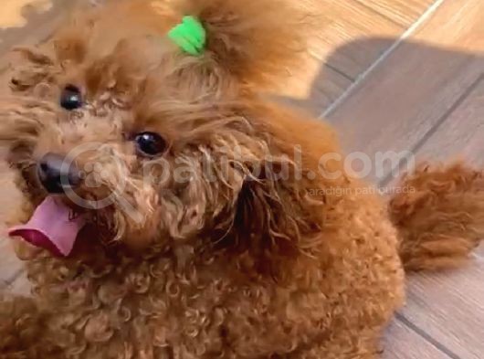 18 Aylik Di̇şi̇ Toy Poodle görsel