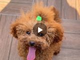 18 Aylik Di̇şi̇ Toy Poodle