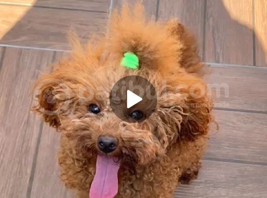 18 Aylik Di̇şi̇ Toy Poodle görsel