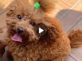 18 Aylik Di̇şi̇ Toy Poodle