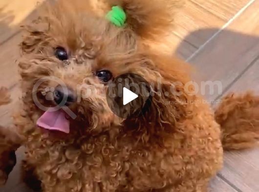 18 Aylik Di̇şi̇ Toy Poodle