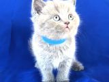 Scotish Fold Ve Biritish Shorthair Bebekler