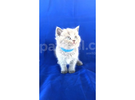 Scotish Fold Ve Biritish Shorthair Bebekler görsel
