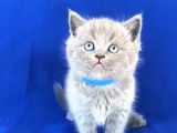 Scotish Fold Ve Biritish Shorthair Bebekler