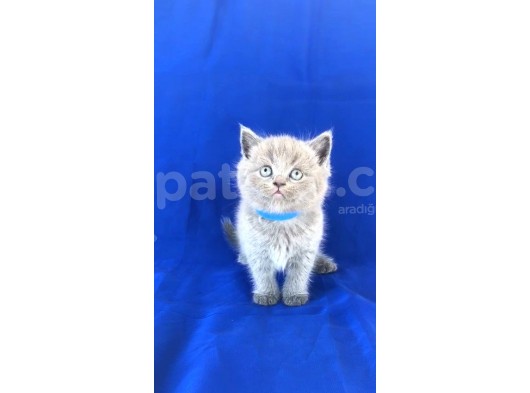 Scotish Fold Ve Biritish Shorthair Bebekler görsel