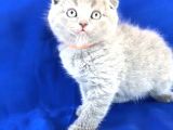 Scotish Fold Ve Biritish Shorthair Bebekler