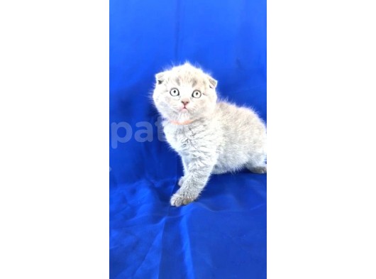 Scotish Fold Ve Biritish Shorthair Bebekler görsel