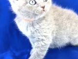 Scotish Fold Ve Biritish Shorthair Bebekler