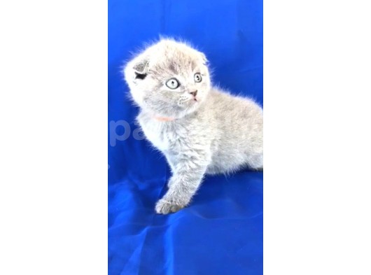 Scotish Fold Ve Biritish Shorthair Bebekler görsel