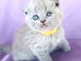 Scotish Fold ve Biritish Shorthair Bebekler