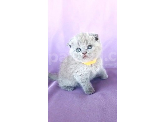 Scotish Fold Ve Biritish Shorthair Bebekler