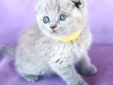 Scotish Fold Ve Biritish Shorthair Bebekler