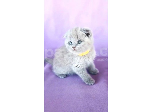 Scotish Fold Ve Biritish Shorthair Bebekler görsel