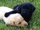 2 Aylık Scrli Show Kalite Labrador Yavrumuz