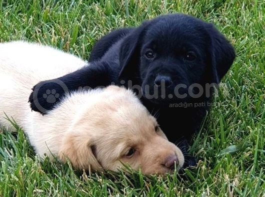2 Aylık Scrli Show Kalite Labrador Yavrumuz görsel