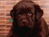 2 aylık scrli show kalite labrador yavrumuz