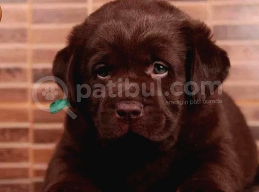 2 Aylık Scrli Show Kalite Labrador Yavrumuz