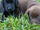 2 Aylık Scrli Show Kalite Labrador Yavrumuz