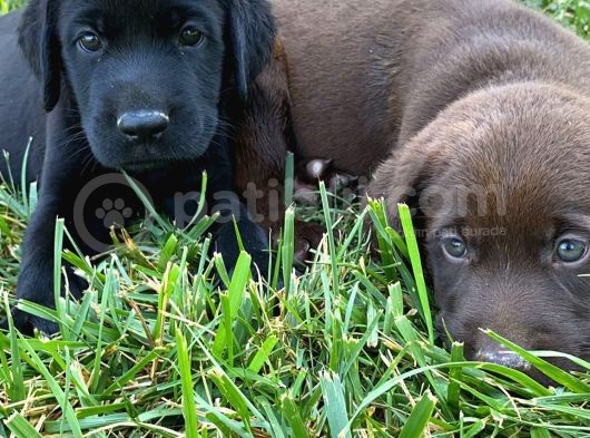 2 Aylık Scrli Show Kalite Labrador Yavrumuz görsel